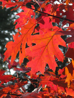 Beautiful red oak tree leaves