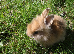 Bunnies, the classic Spring and Easter mascot