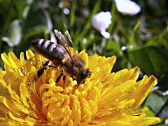 Bees, pollinating flowers, are a Springtime staple