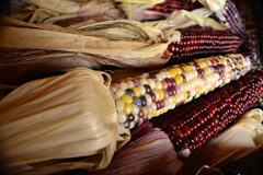 A bushel of tri-color corn, a Thanksgiving tradition