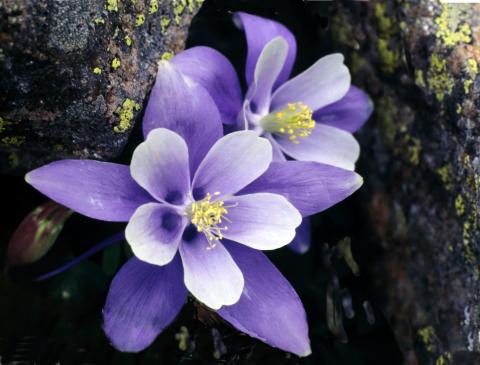 slideshow