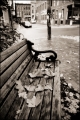 The end of Fall, Portland, Maine