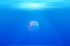 This jellyfish is surrounded by the deep blue negative space of the ocean