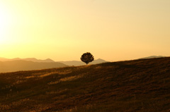 The sky behind the tree is an example of negative space