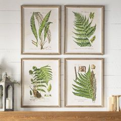 Botanical Prints