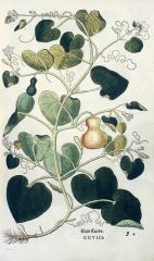 Botanical Prints Botanical Prints