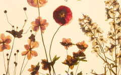Pressed Flowers Pressed Flowers