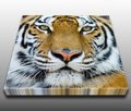 Close up of a tiger, one of Earth's countless creatures Close up of a tiger, one of Earth's countless creatures